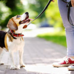 A beagle on a leash, curious about dog training tips, looks up at a person wearing jeans and red sneakers. The path is surrounded by vibrant green trees, creating a sunny outdoor scene.