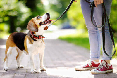 A beagle on a leash, curious about dog training tips, looks up at a person wearing jeans and red sneakers. The path is surrounded by vibrant green trees, creating a sunny outdoor scene.