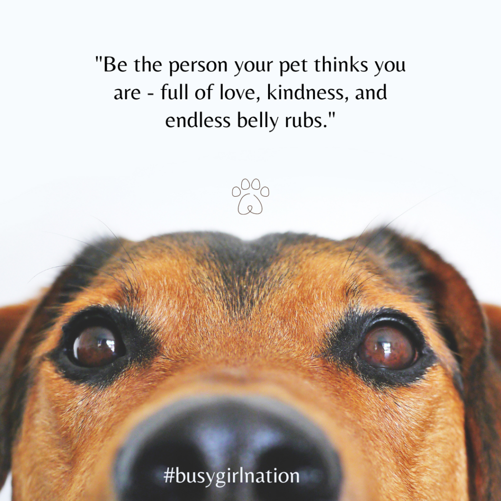 A close-up of a dog's face with its eyes wide open shines with curiosity. Above, a motivational quote on love and kindness inspires, while the bottom text reads #busygirlnation, reminding us of the importance of furry friend safety in our busy lives.