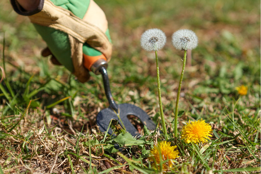 A gloved hand uses a weeding tool to tackle weeds, removing dandelions from a yard. Two are in the seed stage, while one is in full bloom amid green and brown patches of grass.