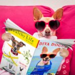 A dog wearing heart-shaped sunglasses lounges on a pink sofa, holding two magazines titled Healthy Life and Diva Dogue. The dog is playfully portrayed as reading the magazines.