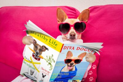 A dog wearing heart-shaped sunglasses lounges on a pink sofa, holding two magazines titled Healthy Life and Diva Dogue. The dog is playfully portrayed as reading the magazines.